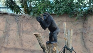 Tierpark Hellabrunn: Gorilla Tano