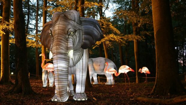 Zoo Lights 2020 Im Zoo Osnabruck Auch Im November